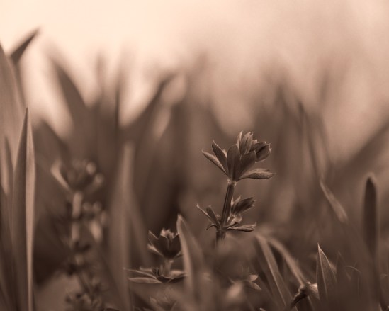 Among Giants Nikon D5100, Sigma 17-70mm f/2.8-4, 1/80s, 62mm, f/4, ISO 100