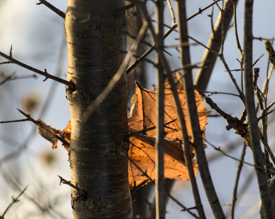 Caught in the Limbs Nikon D5100, Nikkor 55-200mm f/4-5.6, 1/160s, 200mm, f/5.6, ISO 200