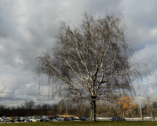 Great Subject, Annoying BackgroundNikon D5100, Sigma 17-70mm f/2.8-4, 1/80s, 17mm, f/11, ISO 100