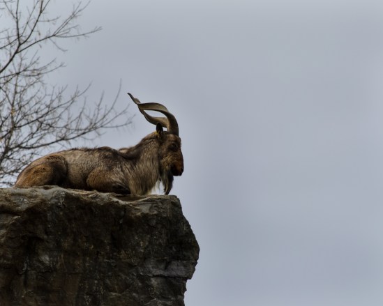 Contemplation Nikon D5100, Nikkor 55-200mm f/4-5.6, 1/1000s, 200mm, f/5.6, ISO 400