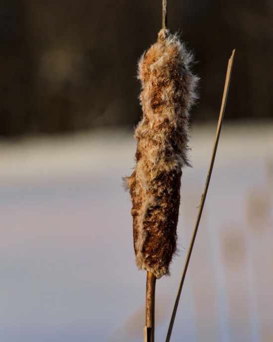 Cattail Light Nikon D5100, Nikkor 55-200mm f/4-5.6, 1/500s, 200mm, f/11, ISO 200