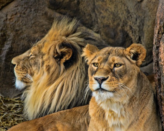 Chillin' African Lions