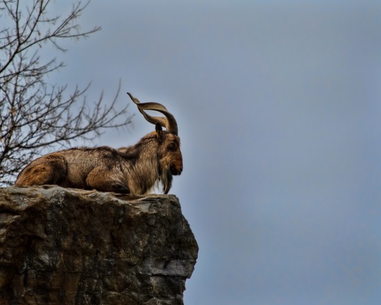 Contemplation Markhor