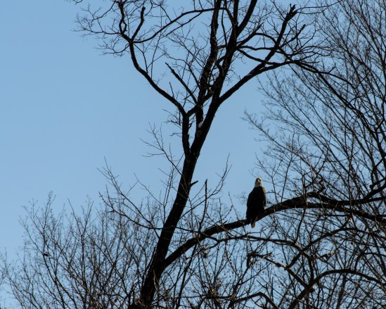 Eagle One Nikon D5100, Nikkor 55-200mm f4-5.6, 1/1250s, 200mm, f/8, ISO 200