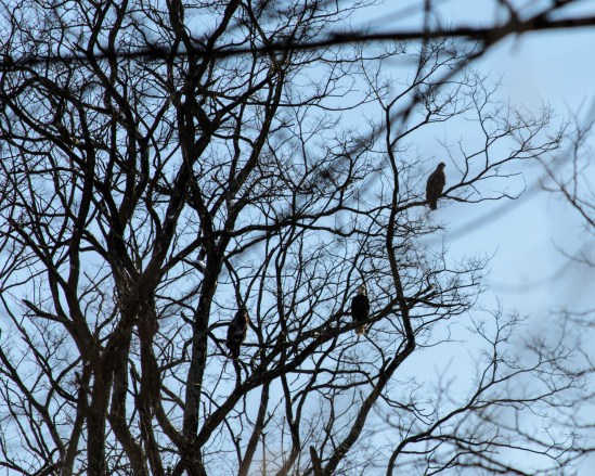 Eagle Three Nikon D5100, Nikkor 55-200mm f4-5.6, 1/800s, 200mm, f/8, ISO 200