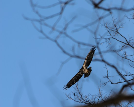Eagle Two Nikon D5100, Nikkor 55-200mm f4-5.6, 1/640s, 200mm, f/8, ISO 200
