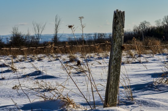 Remnant Nikon D5100, Nikkor 55-200mm f/4-5.6, 1/500s, 90mm, f/11, ISO 200