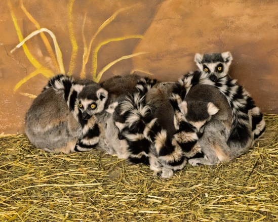 Huddlin' Ring-Tailed Lemurs
