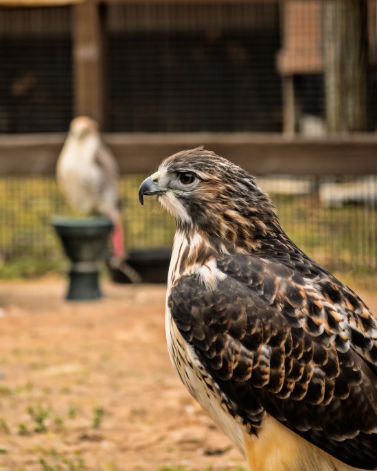 Hunter Broad Winged Hawk