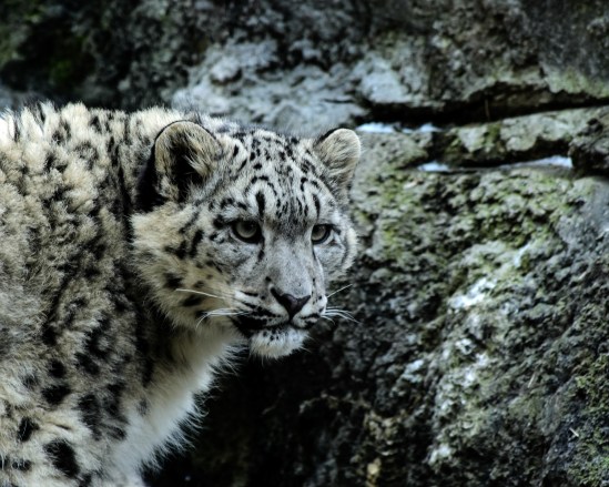 I'm Watching Snow Leopard