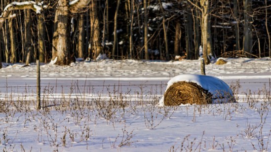 Leftovers Nikon D5100, Nikkor 55-200mm f/4-5.6, 1/1600s, 200mm, f/5.6, ISO 200