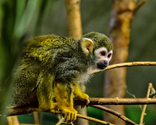 On Alert Squirrel Monkey