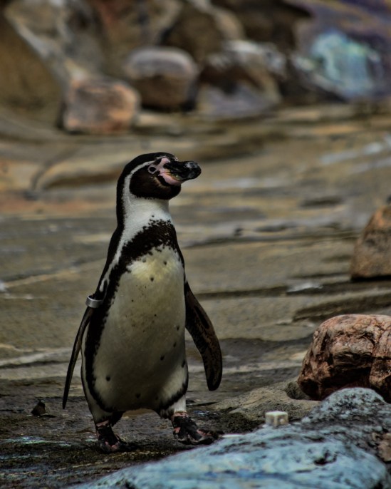 Out for a Stroll Pebguin