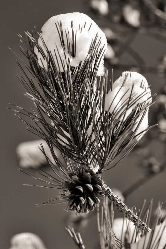 Pinecone Sno-coneNikon D5100, Sigma 17-70mm f/2.8-4, 1/1000s, 70mm, f/5.6, ISO 200