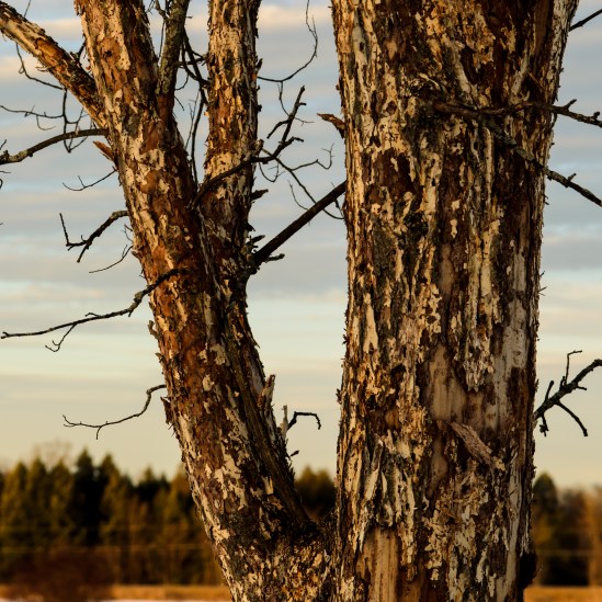 Bark Worse Than Bite 3 Nikon D5100, Sigma 17-70mm f/2.8-4, 1/160s, 58mm, f/8, ISO 200