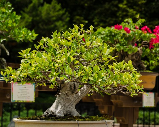 Bonsai trees in Japan pavilion at Epcot during Flower & Garden Festival 2012