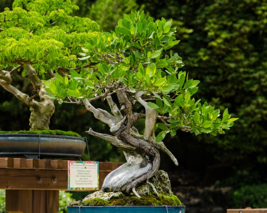 Bonsai trees in Japan pavilion at Epcot during Flower & Garden Festival 2012