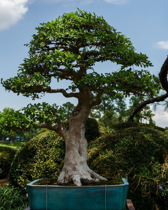 Bonsai trees in Japan pavilion at Epcot during Flower & Garden Festival 2012