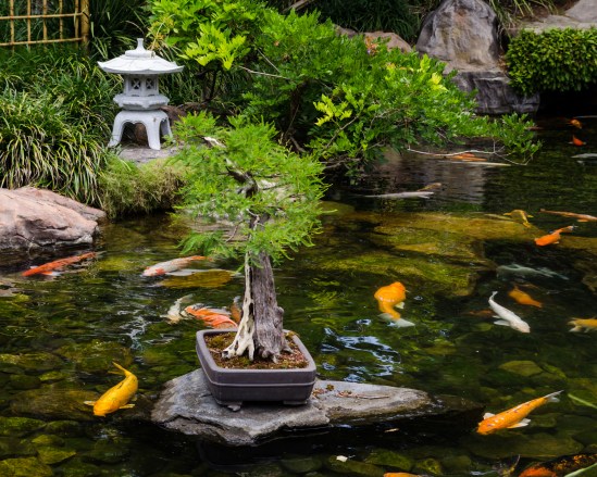 Bonsai trees in Japan pavilion at Epcot during Flower & Garden Festival 2012