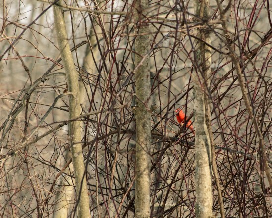 Hiding Nikon D5100, Nikkor 55-200mm f/4-5.6, 1/400s, 200mm, f/8, ISO 200