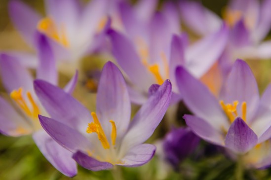 Cheerful Nikon D5100, Sigma 17-70mm f/2.8-4, 1/1250s, 70mm, f/4, ISO 200