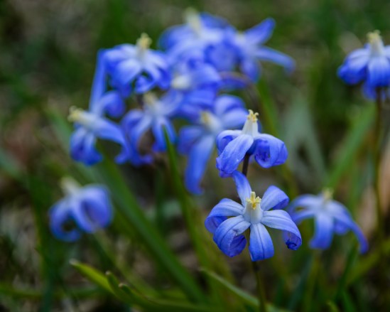 Little Blues Nikon D5100, Sigma 17-70mm f/2.8-4, 1/30s, 70mm, f/5.6, ISO 100