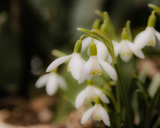 Spring Fling Nikon D5100, Sigma 17-70mm f/2.8-4, 1/640s, 50mm, f/4, ISO 200