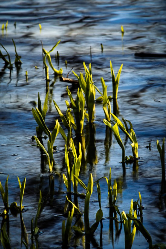 Water Grass Nikon D5100, Nikkor 55-200mm f/4-5.6, 1/4s, 200mm, f/25, ISO 100