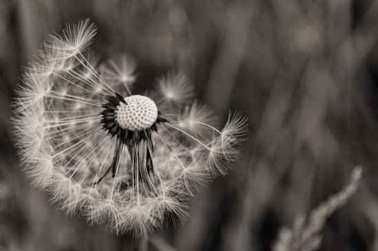 Blown Away Nikon D5100, Sigma 17-70mm f/2.8-4, 1/25s, 70mm, f/5.6, ISO 100