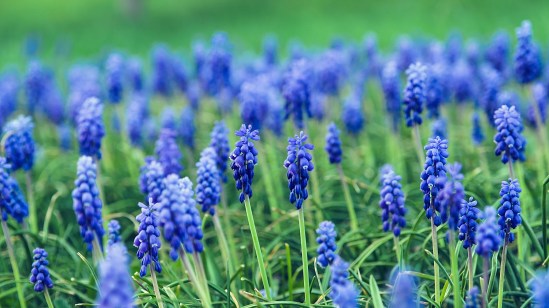 Field of Blue Nikon D5100, Sigma 17-70mm f/2.8-4, 1/30s, 70mm, f/5.6, ISO 400