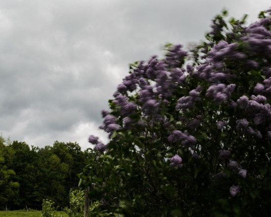 Movement #2 Nikon D5100, Sigma 17-70mm f/2.8-4, 1/10s, 28mm, f/25, ISO 100