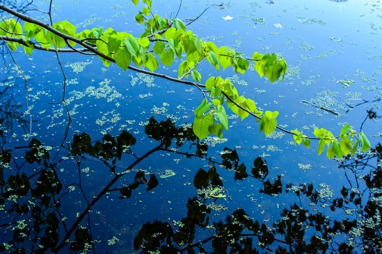 Narcissistic Leaves Nikon D5100, Nikkor 35mm f/1.8, 1/20s, f/5.6, ISO 200