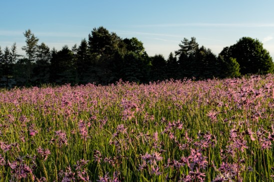 Purple Field Nikon D5100, Sigma 17-70mm f/2.8-4, 1/40s, 38mm, f/16, ISO 100