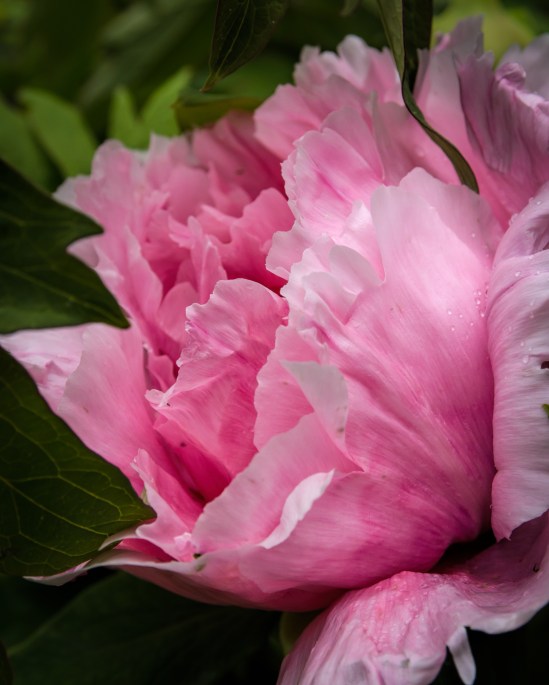 She turned, slightly embarrassed Nikon D5100, Sigma 17-70mm f/2.8-4, 1/320s, 58mm, f/8, ISO 400