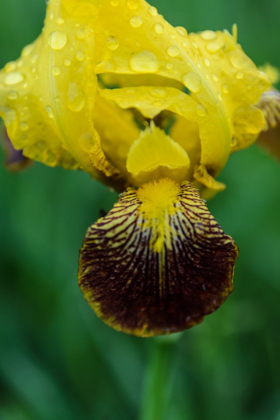 and then she stuck out her tongue... Nikon D5100, Sigma 17-70mm f/2.8-4, 1/125s, 70mm, f/4, ISO 400