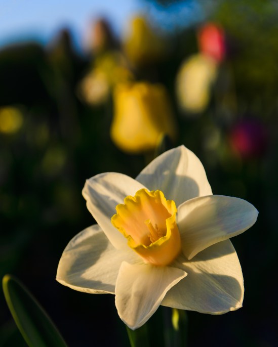 Sun Kissed Nikon D5100, Sigma 17-70mm f/2.8-4, 1/1000s, 55mm, f/3.8, ISO 200