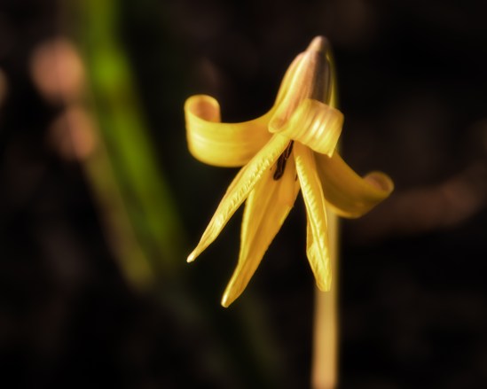 Yellow Glow in the Woods Nikon D5100, Sigma 17-70mm f/28-4, 1/320s, 70mm, f/4, ISO 200