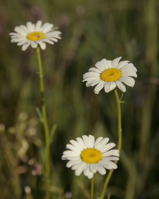 Family Nikon D5100, Sigma 17-70mm f/2.8-4, 1/200s, 70mm, f/5.6, ISO 100