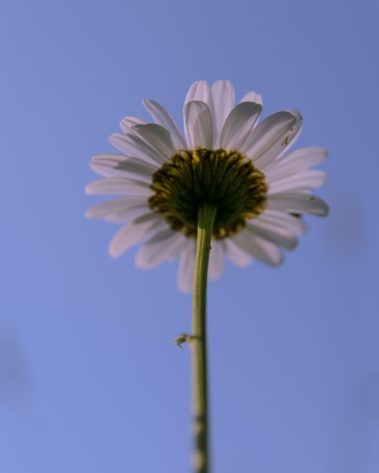 From Down Below Nikon D5100, Sigma 17-70mm f/2.8-4, 1/640s, 70mm, f/5.6, ISO 100