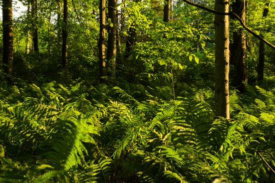 Lighted Woods Nikon D5100, Sigma 17-70mm f/2.8-4, 0.4s, 42mm, f/20, ISO 100