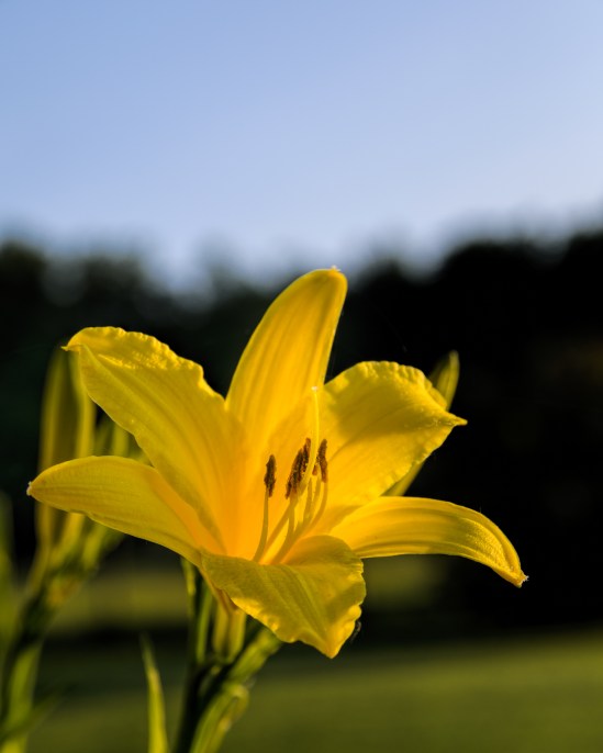 Lily of the Morning Nikon D5100, Sigma 17-70mm f/2.8-4, 1/200s, 58mm, f/8, ISO 100
