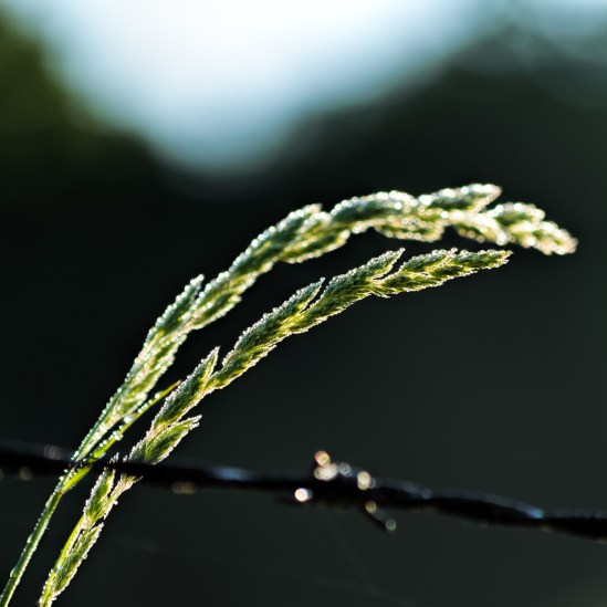 Morning Dew Nikon D5100, Nikkor 55-200mm f/4-5.6, 1/250s, 175mm, f/5.6, ISO 100