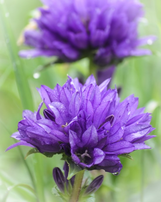 She Loved to Sing in the Rain Nikon D5100, Nikkor 55-200mm f/4-5.6, 1/125s, 145mm, f/6.3, ISO 400