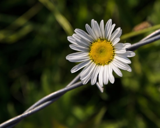 Steel Blossom Nikon D5100, Sigma 17-70mm f/2.8-4, 1/500s, 70mm, f/8, ISO 200