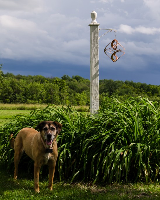Ceydee Nikon D5100, Sigma 17-70mm f/2.8-4, 1/500s, 46mm, f/11, ISO 200