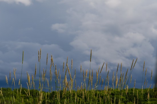 In the Grass Nikon D5100, Sigma 17-70mm f/2.8-4, 1/1250s, 70mm, f/8, ISO 200