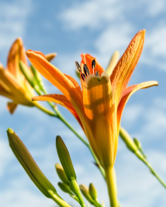 I'm Flying Nikon D5100, Sigma 17-70mm f/2.8-4, 1/100s, 46mm, f/11, ISO 100