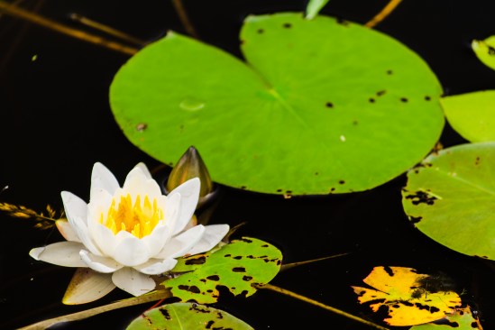 Water Lily 1 Nikon D5100, Nikkor 55-200mm f/4-5.6, 1/20s, 165mm, f/5.3, ISO 100