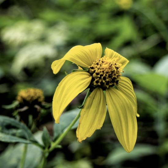 Faded Olympus E-P3, Olympus 14-42mm f/3.5-5.6, 1/160s, 29mm, f/5.6, ISO 200