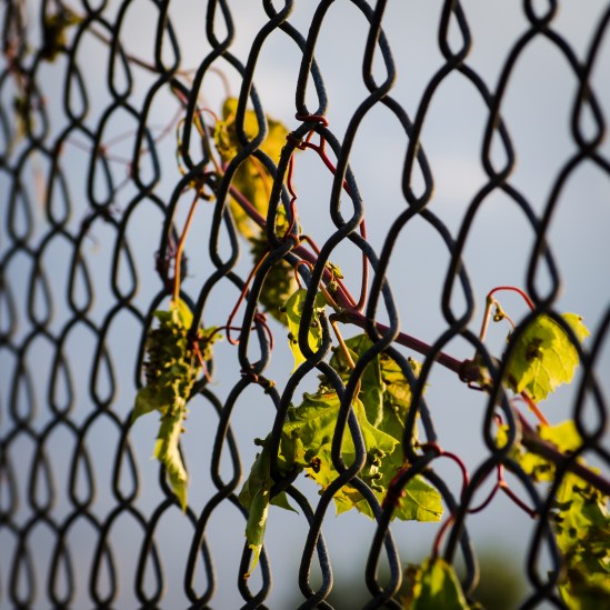 Intertwined Nikon D5100, Nikkor 55-200mm f/5-5.6, 1/400s, 85mm, f/5.6, ISO 200